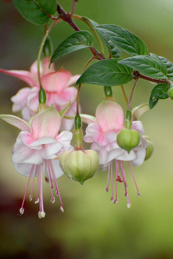 Fuschia flower Photograph by David Campione