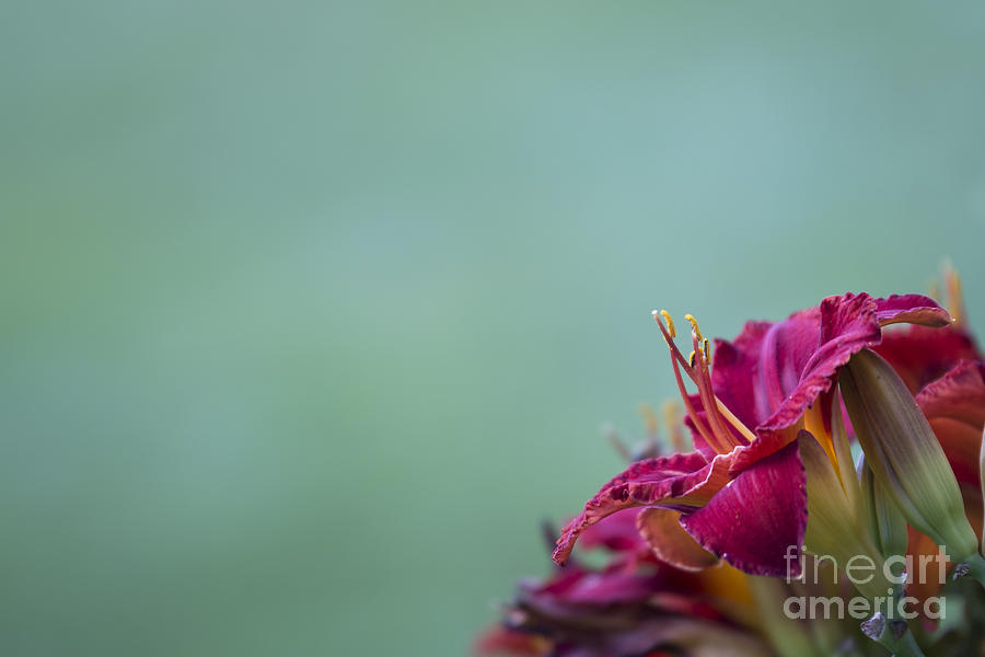 Lily Photograph - Fuchsia in Bloom by Andrea Silies