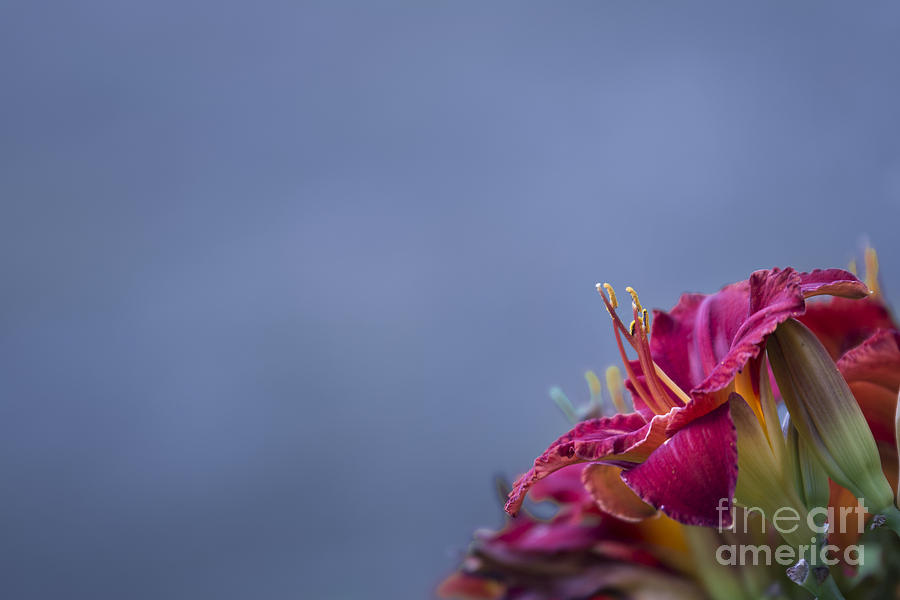 Fuchsia on Slate Photograph by Andrea Silies