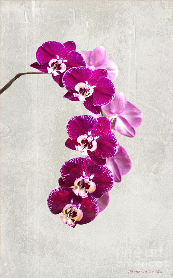 Orchid Photograph - Fuschia Orchid Spray - 22.5 x 36 by Barbara McMahon