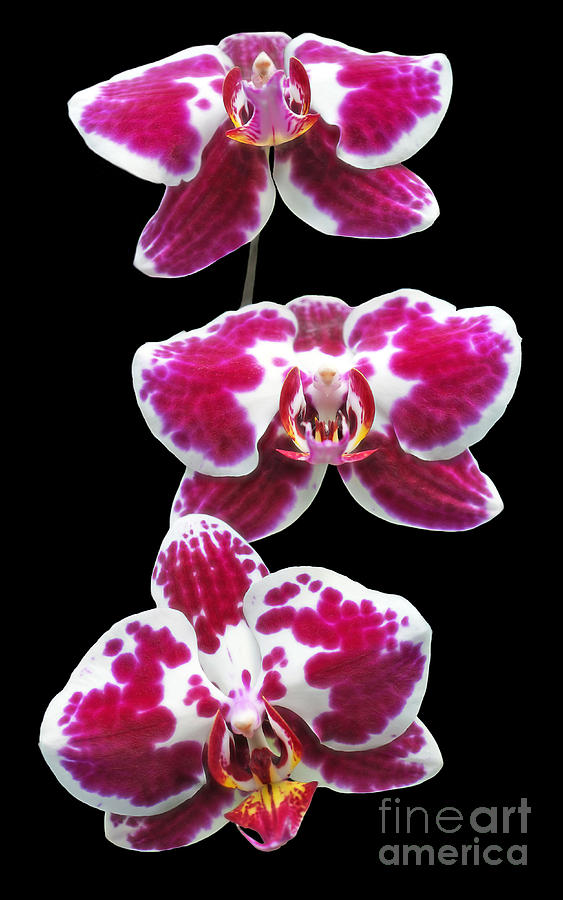 Orchid Photograph - Fuschia Orchid Triplets by Sue Melvin