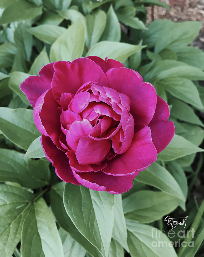 Fuschia Peony Photograph by GG Burns | Fine Art America