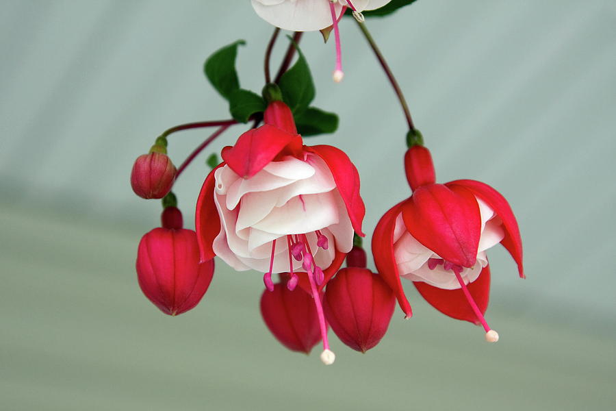 Fuchsia Photograph by Sally Weigand