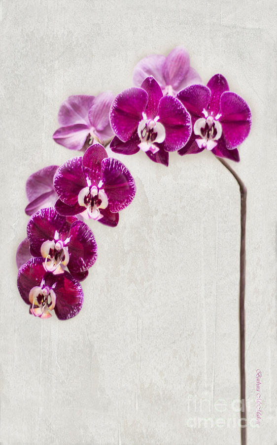Orchid Photograph - Fuschia Orchid Standing Tall - 22.5 x 36 by Barbara McMahon