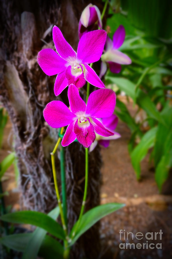 Orchid Photograph - Fuschia Thai Orchid by Sue Melvin