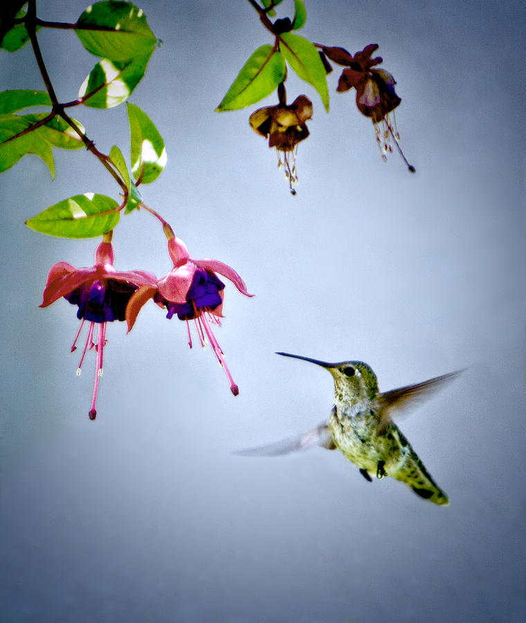 Hummingbird Photograph - Fuschia Time by Her Arts Desire