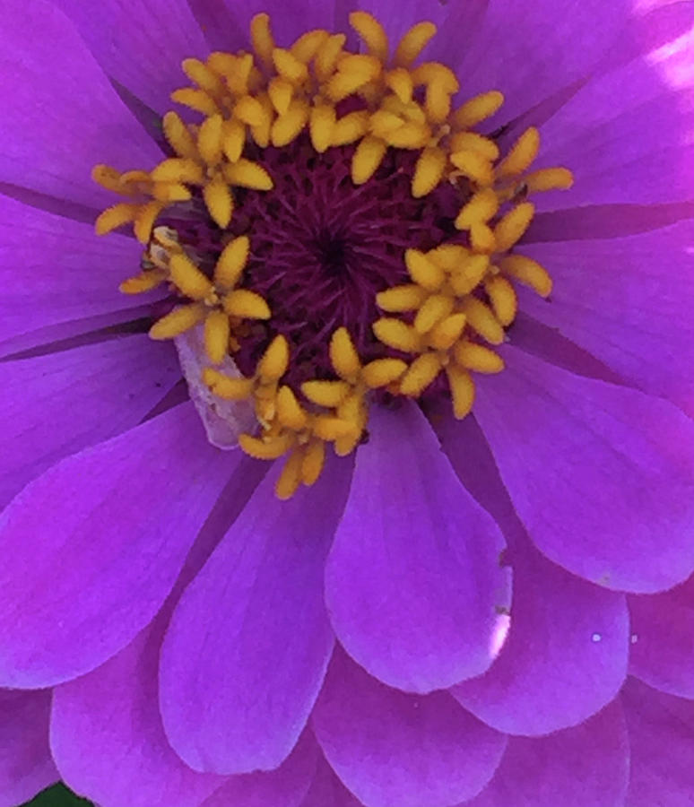 Fuschia Zinnia by Peg Toliver Fuschia Zinnia by Peg Toliver