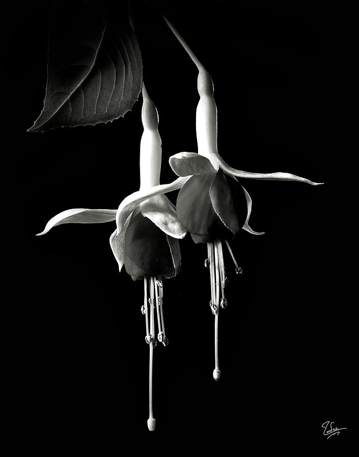 Fuchsias in Black and White Photograph by Endre Balogh