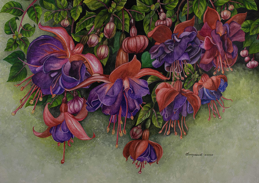 Flower Painting - Fuschias by Olive Pascual