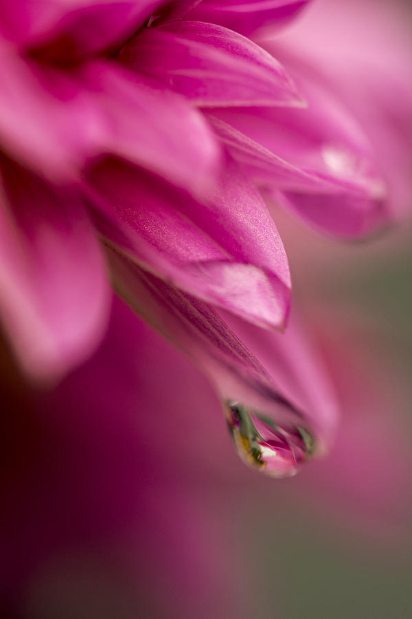 Fuschsia wiith a Touch of Green Photograph by Tracy Winter