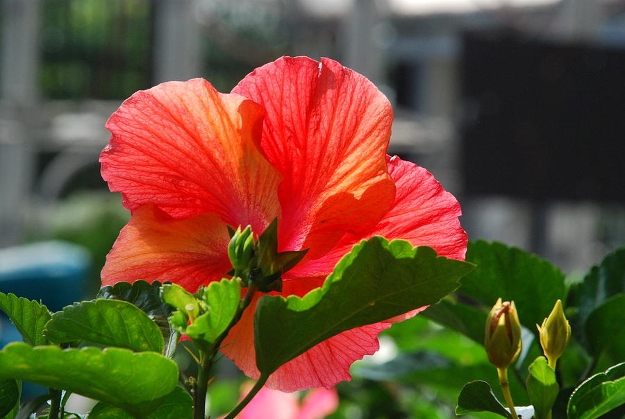 Fuscia Hibiscus Photograph by Ee Photography