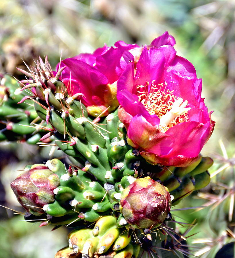 Fuscia Pink Cactus Flower Bloom Photograph