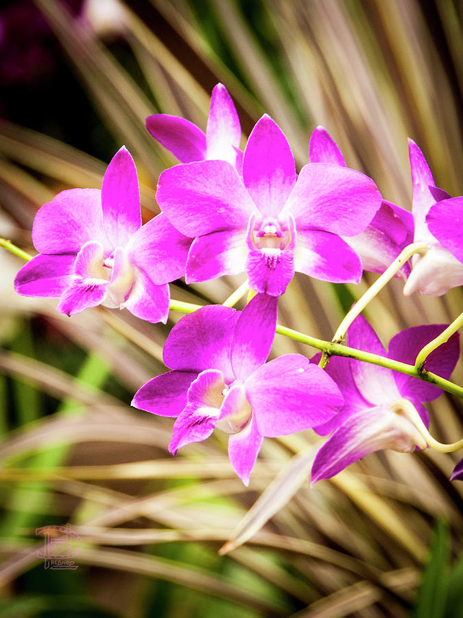 Fusha Orchid Flowers Photograph by Daniel Hebard
