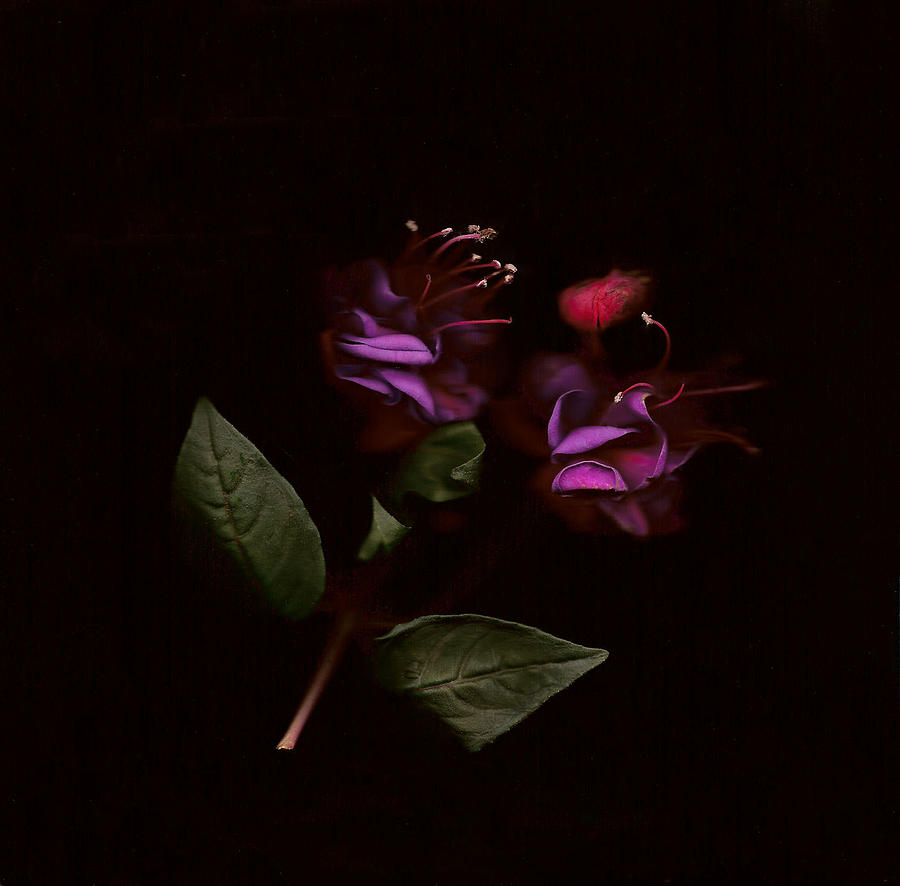 Purple Photograph - Fushia Fusion by Sarah E Ethridge