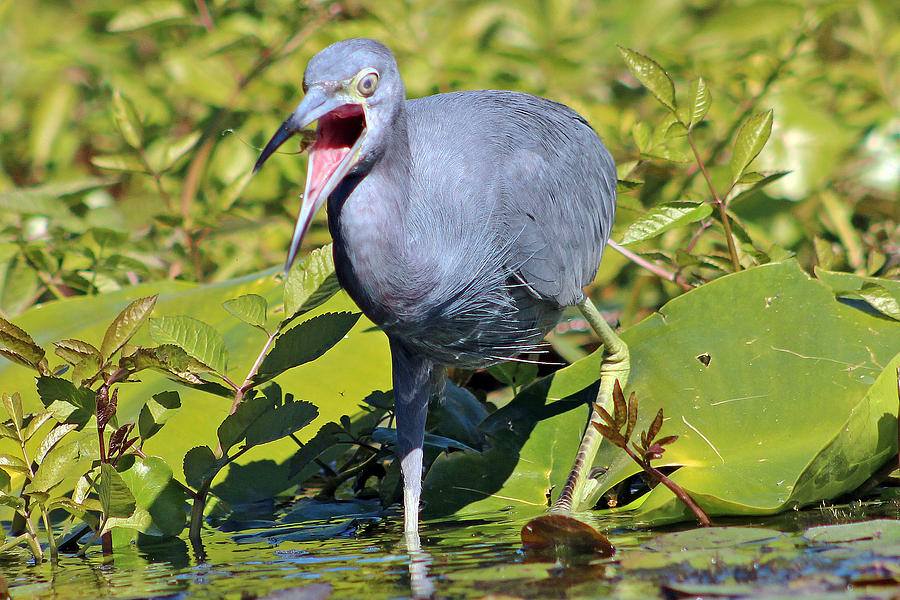 Fussy Little Blue Heron Photograph by DB Hayes