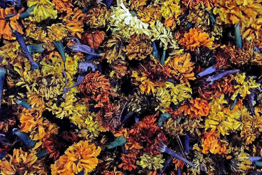Future Marigolds Photograph by Harold Zimmer