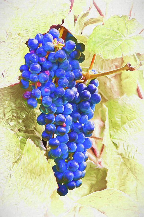 Grape Photograph - Future Vino by Marcia Colelli