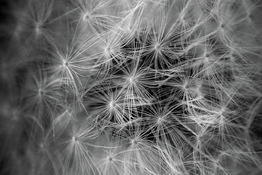 Dandelion Photograph - Future Wish In Black and White by Greg and Chrystal Mimbs