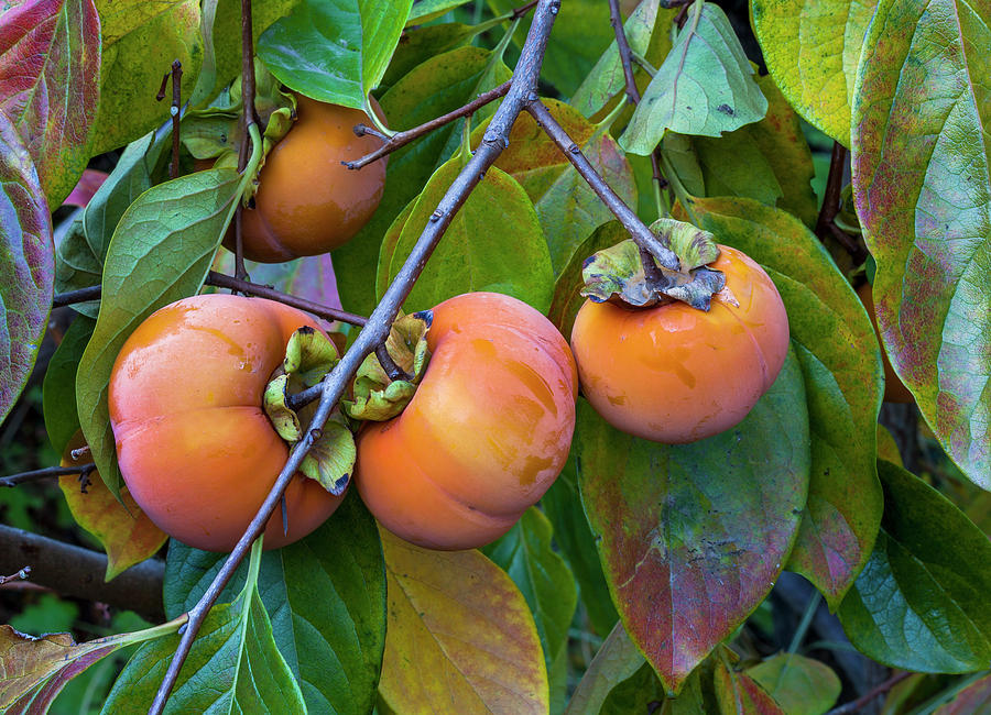 Fuyu Persimmon On Tree Photograph by Saxon Holt