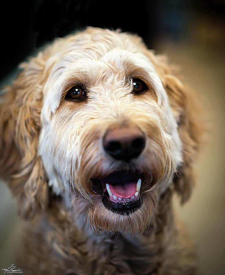 Dog Photograph - Golden doodle by Phil And Karen Rispin