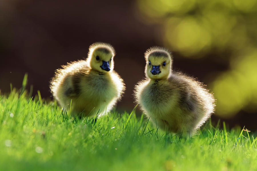 Fuzzy Babies Photograph by Mircea Costina Photography