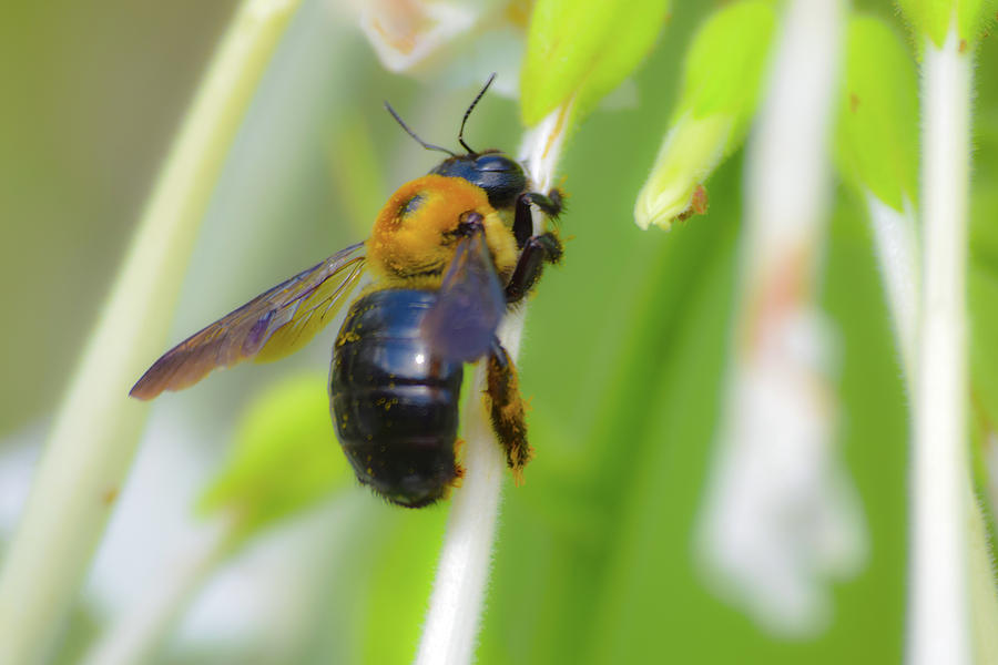 Fuzzy Bee Photograph