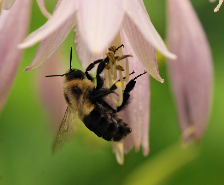 Fuzzy Bee Photograph By Michelle Diguardi Pixels