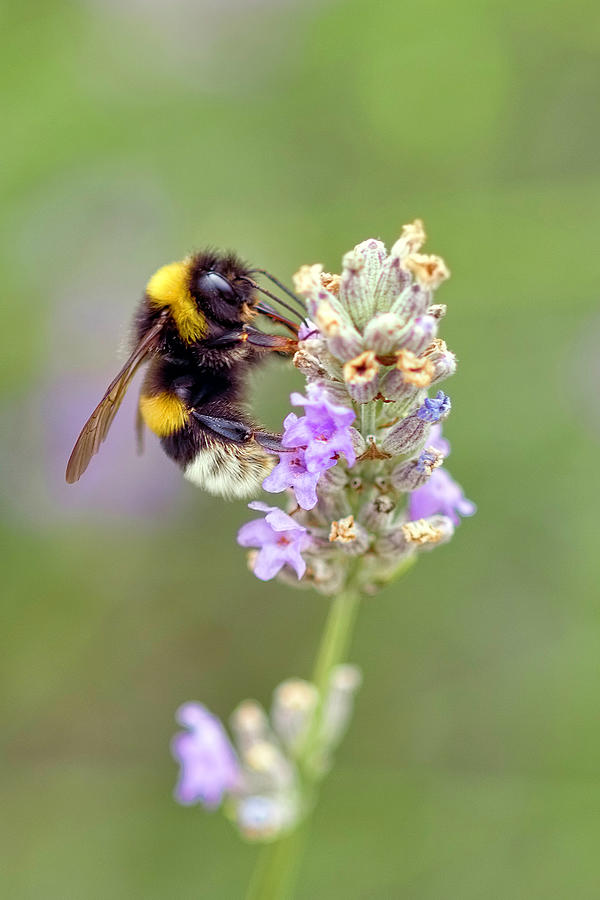 Fuzzy Bee Photograph by Nadia Sanowar