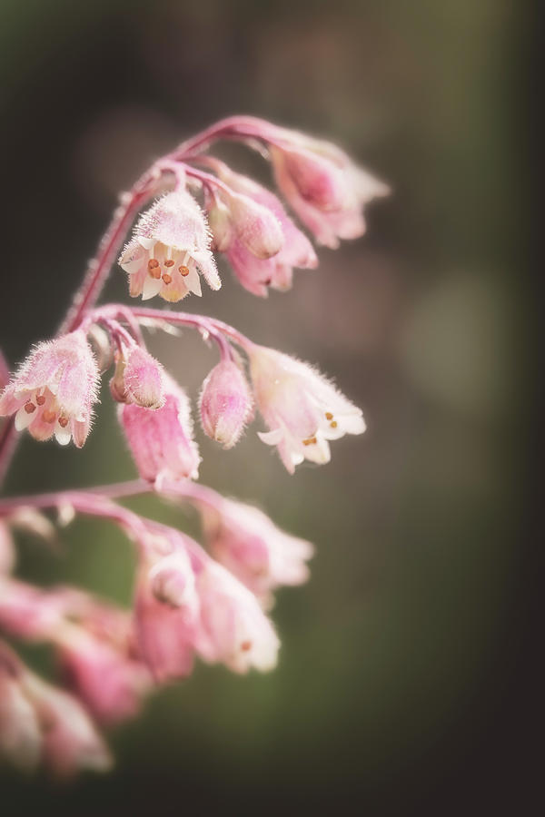 Nature Photograph - Fuzzy Bells by Caitlyn Grasso