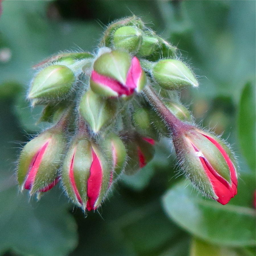 Fuzzy Buds Photograph by Bonnie See - Pixels