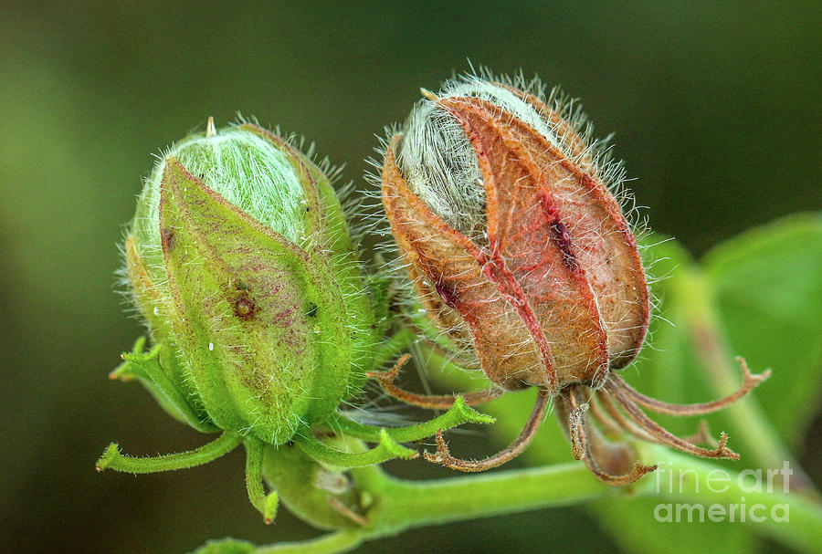 Fuzzy Buds Photograph by Tom Claud