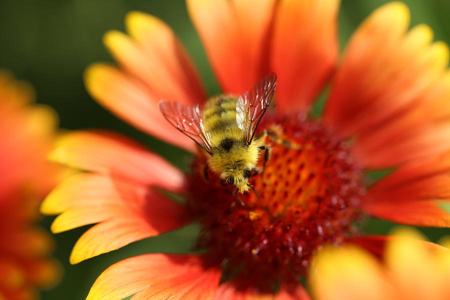 Fuzzy Bumble Bee on Gaillardia Photograph by Tammy Pool