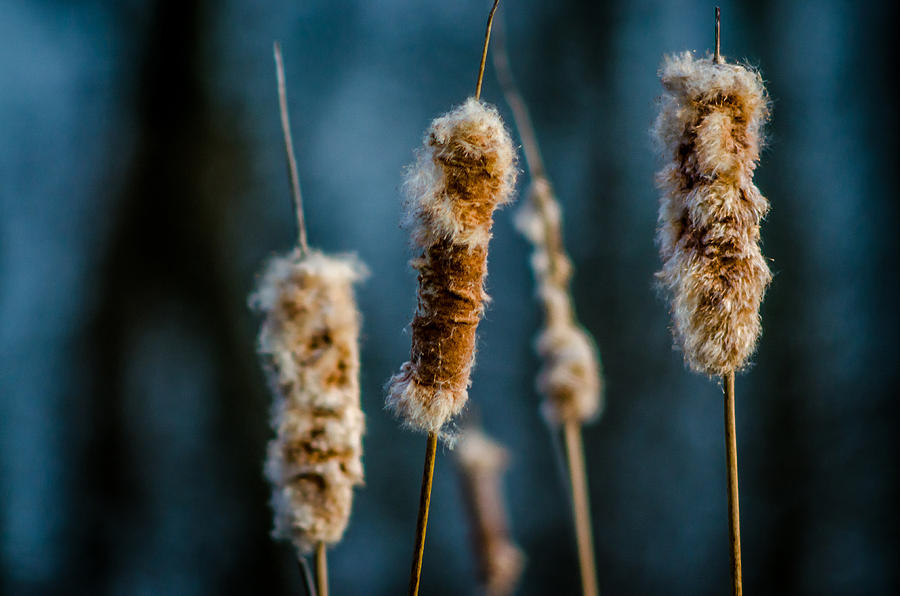 Fuzzy Cattails by Don L Williams Fuzzy Cattails by Don L Williams