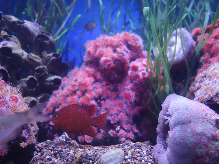 Fish Photograph - Fuzzy Coral by Tarasa Harlow