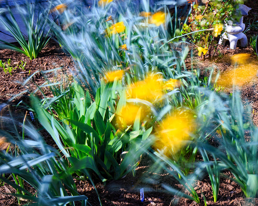 Fuzzy Daffodils Photograph by Allan Levin
