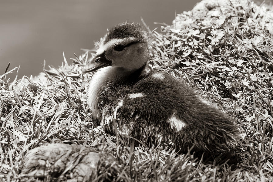 Fuzzy duck Photograph by Jason Hughes