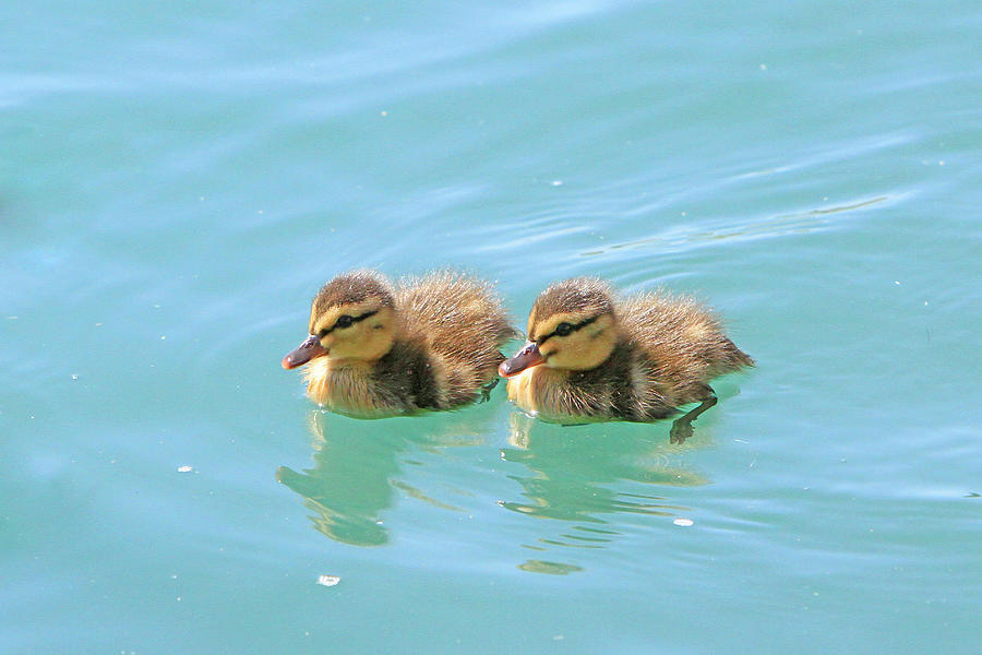 Duck Photograph - Fuzzy Ducks by Shoal Hollingsworth