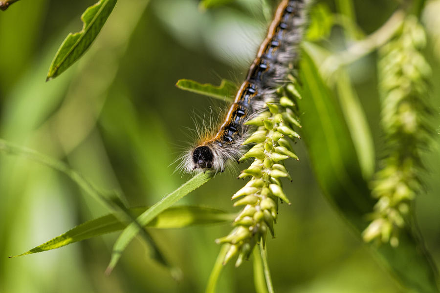 Fuzzy Eastern Tent Caterpillar Photograph by Kathy Clark