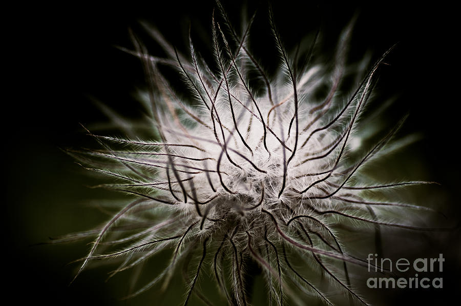 Fuzzy Flower Seedhead Photograph by Venetta Archer