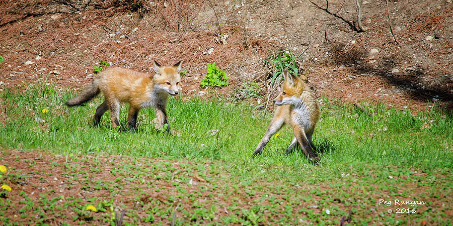 Fuzzy Fox Kits Photograph by Peg Runyan