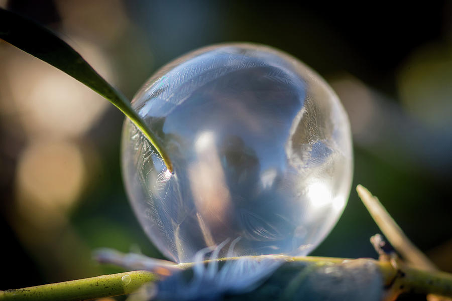 Fuzzy Frozen Bubble Photograph by Crystal Wightman