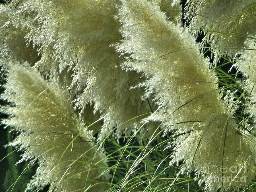 Fuzzy Grass Photograph