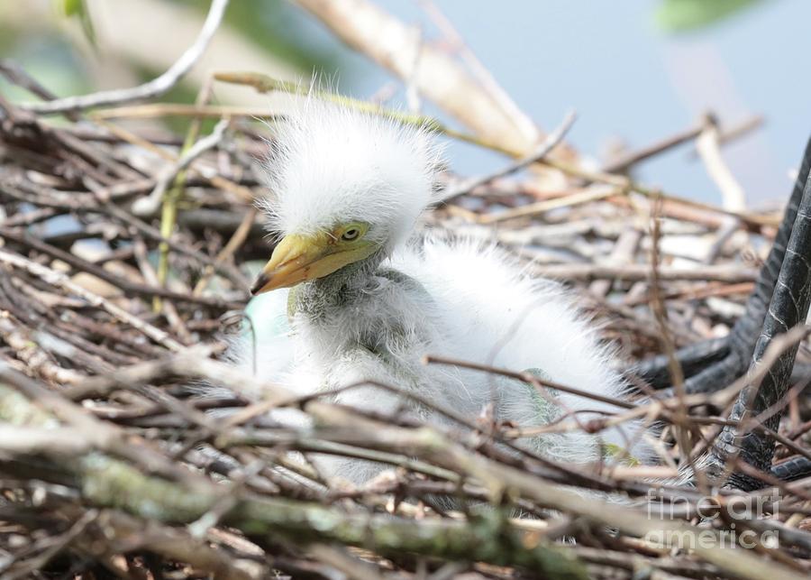Fuzzy Great Egret Nestling Photograph by Carol Groenen