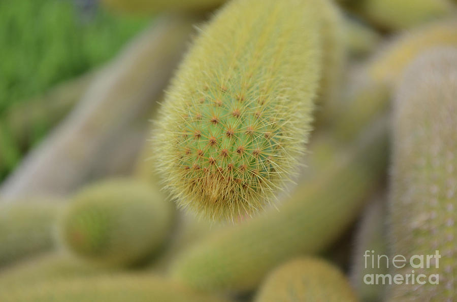 Fuzzy Green and Yellow Cactus Up Close  Photograph by DejaVu Designs