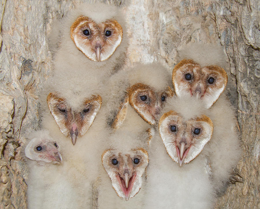 Fuzzy Hearts Photograph by Kent Keller