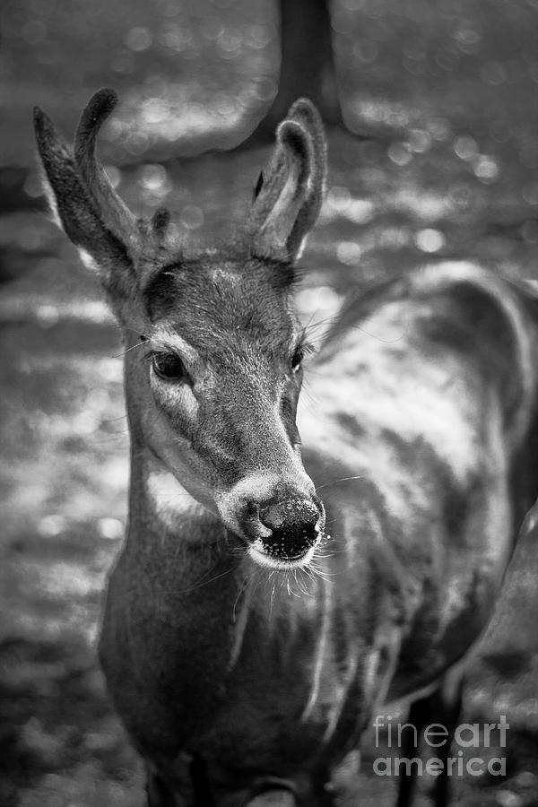 Fuzzy New Antlers Photograph by Becqi Sherman