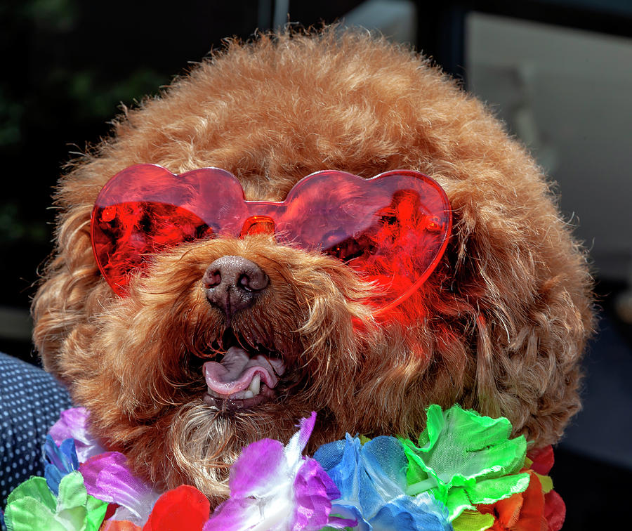 Fuzzy Puppy at Gay Pride Parade NYC 6_24_2018 Photograph by Robert Ullmann