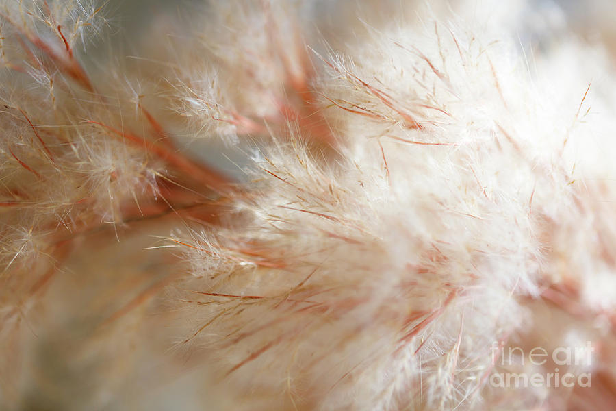 Fuzzy Photograph by Raul Rodriguez