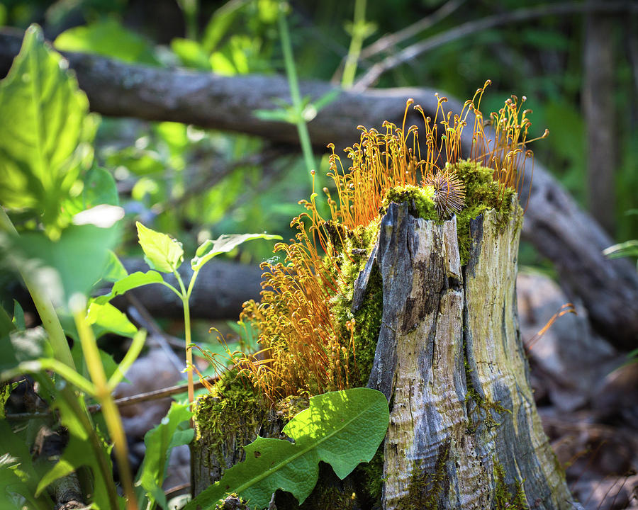 Nature Photograph - Fuzzy Stump by Bill Pevlor