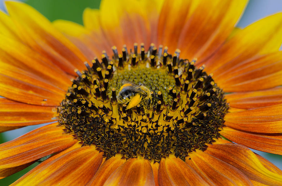 Fuzzy Yellow Bee on Sunflower Photograph by Linda Howes